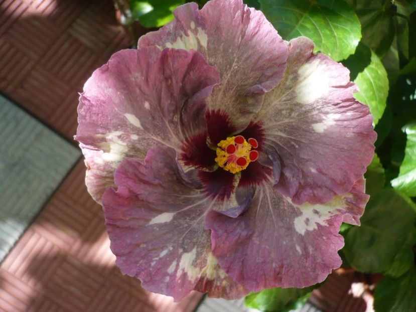 P1340035 - HIBISCUSI 2017-2