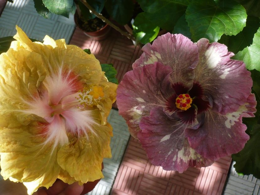 P1340036 - HIBISCUSI 2017-2