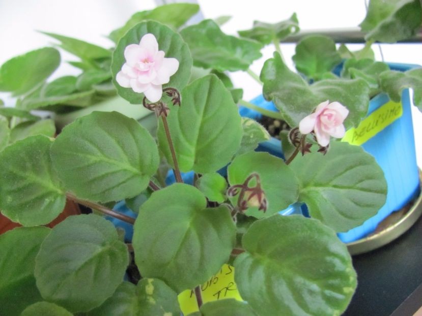  - Rob S Vanilla Trail