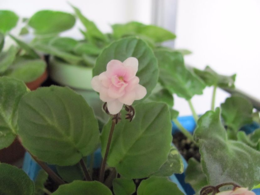  - Rob S Vanilla Trail