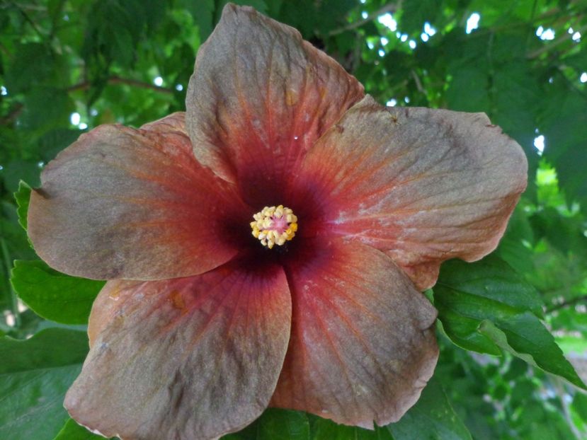  - HIBISCUS MIDNIGHT DREAM