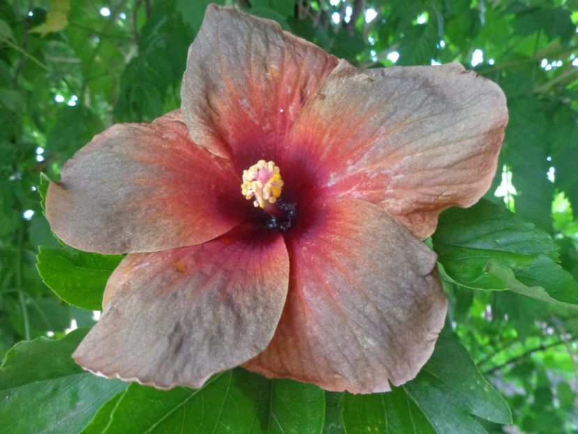  - HIBISCUS MIDNIGHT DREAM