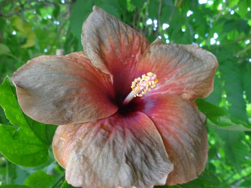  - HIBISCUS MIDNIGHT DREAM