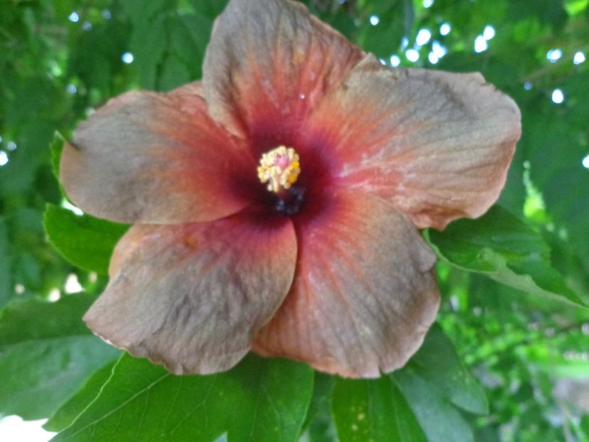  - HIBISCUS MIDNIGHT DREAM