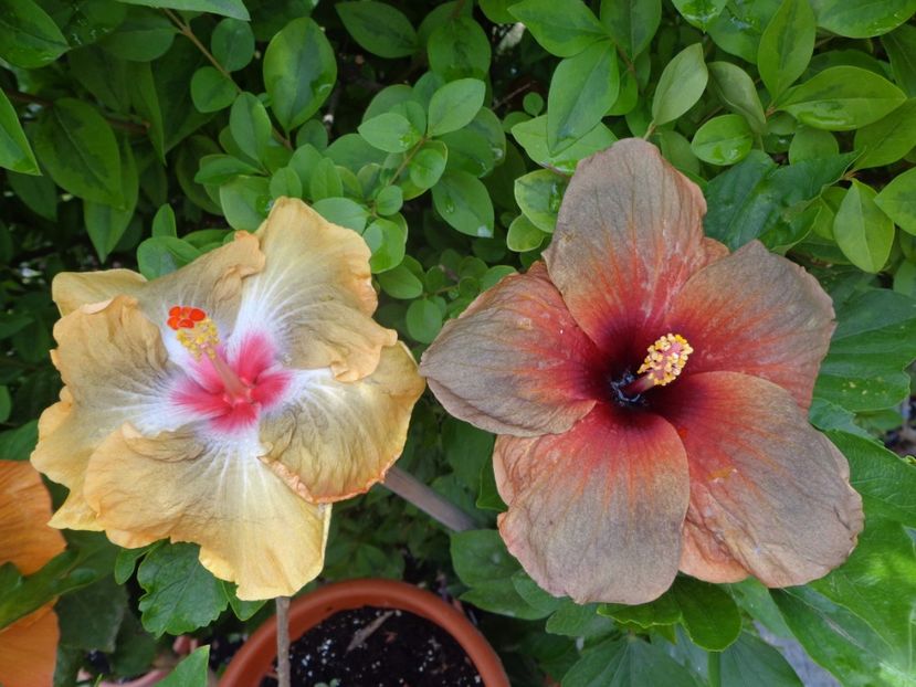  - A- HIBISCUS 2017