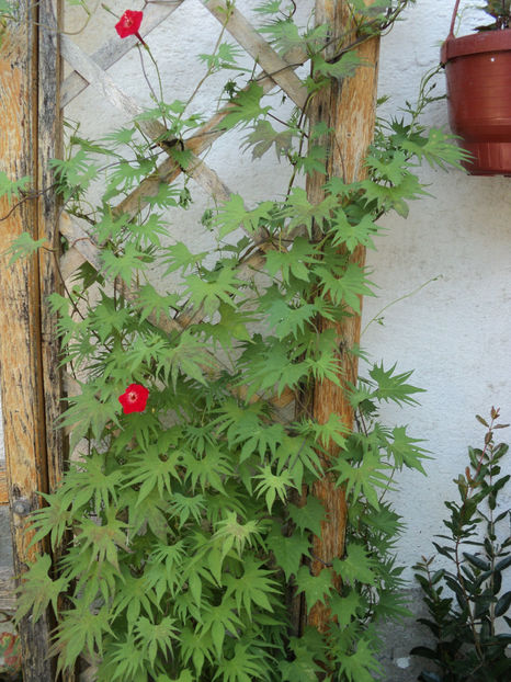 semanata tarziu,infloreste ,in sfarsit... - Vara