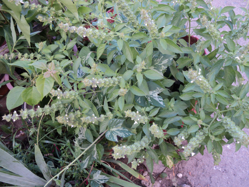 busuioc cu aroma de lamaie - Vara