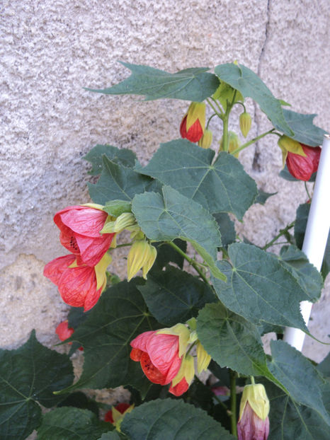 abutilon - Vara