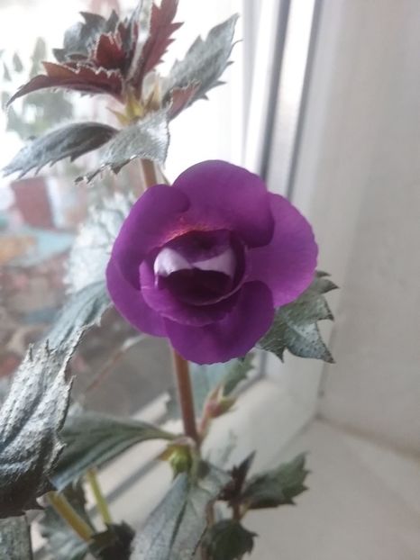  - Nana Rene - pierdut