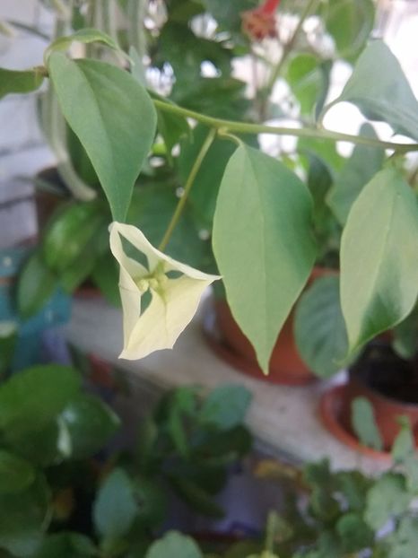  - Bougainvillea alba