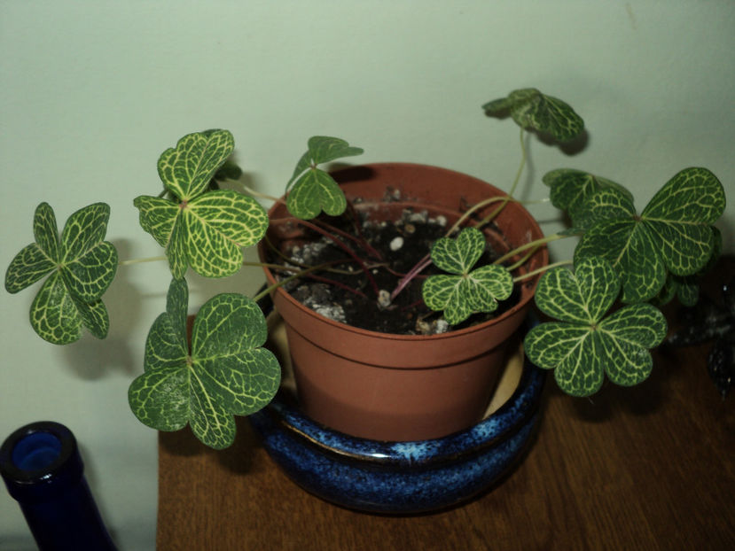 1 aug 2017 .Corymbosa aureo reticulataDeocamdata doar frunze...Dar sunt frumos si asa... - OXALIS