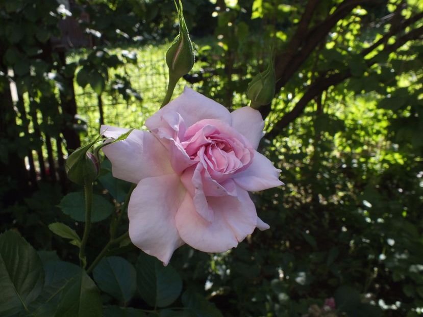 01.08.2017 - Abbaye de Valsaintes