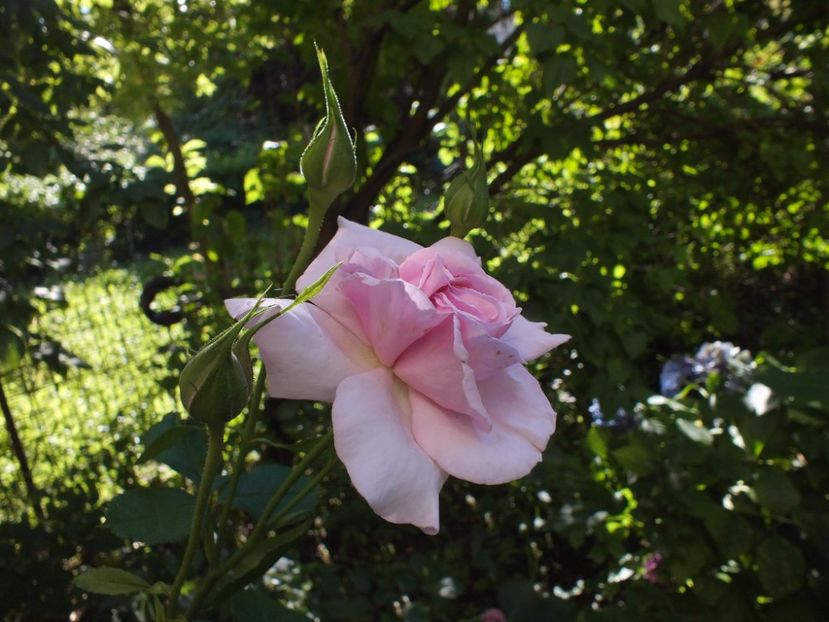  - Abbaye de Valsaintes