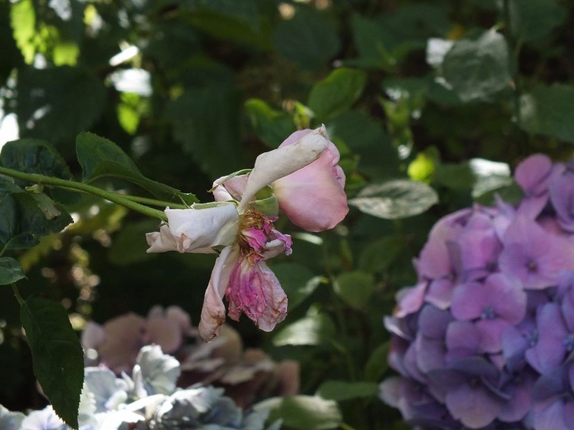  - Abbaye de Valsaintes