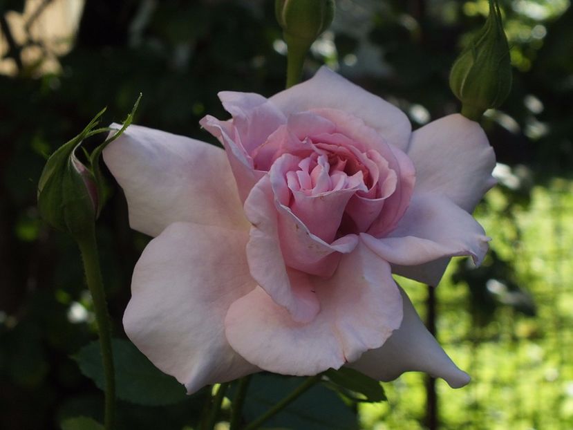 01.08.2017 - Abbaye de Valsaintes
