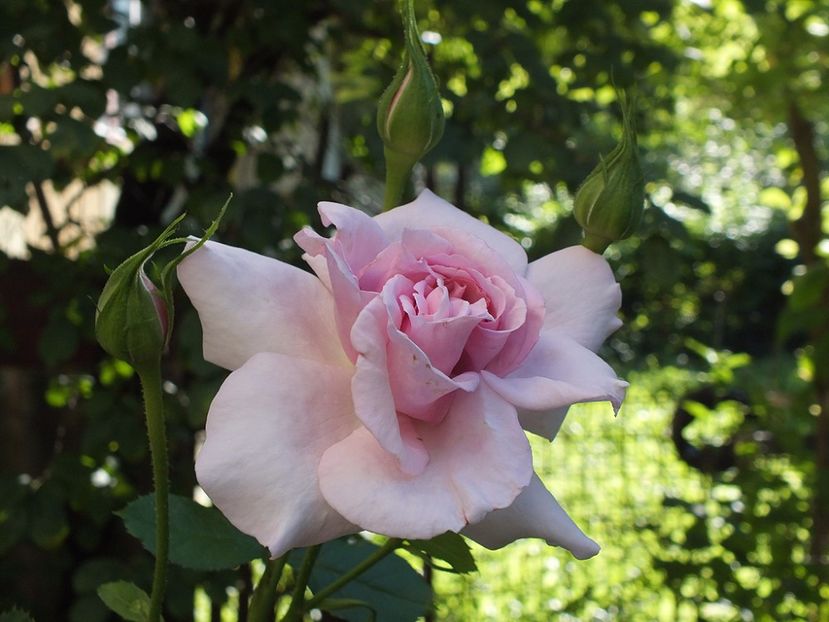  - Abbaye de Valsaintes