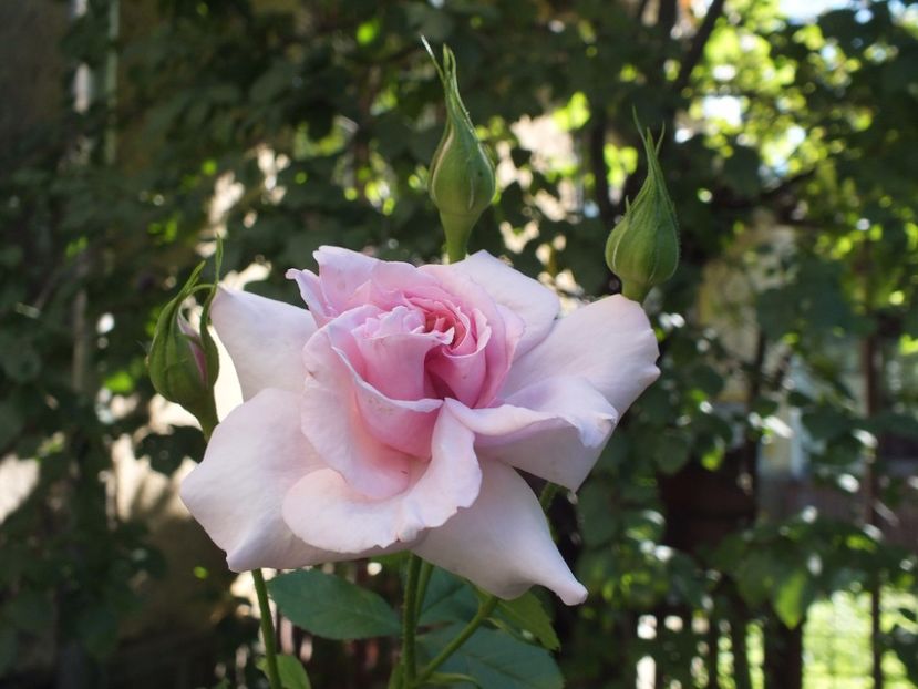  - Abbaye de Valsaintes