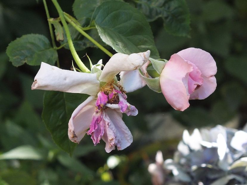  - Abbaye de Valsaintes