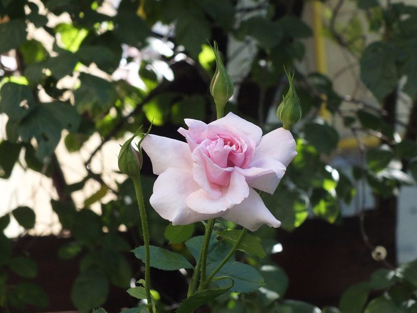 01.08.2017 - Abbaye de Valsaintes