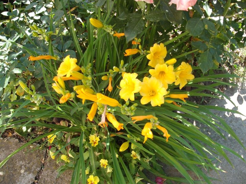 stella d'oro - Hemerocallisi