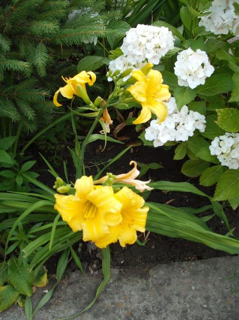 bitsy - Hemerocallisi