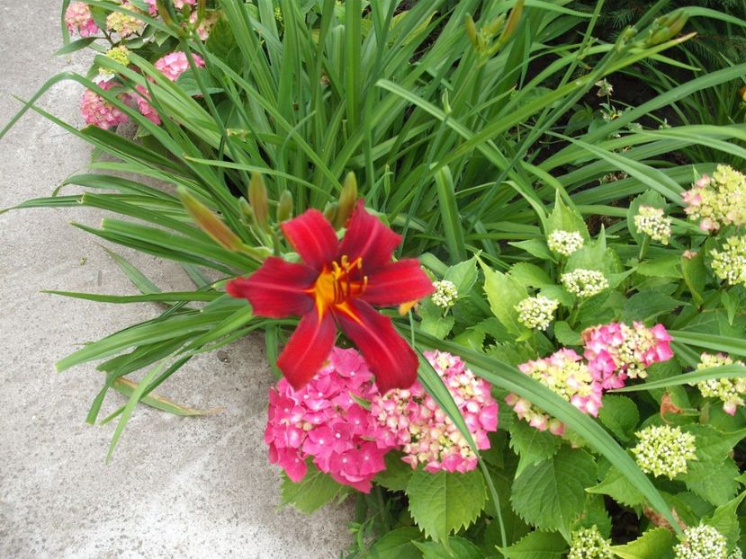 crimson pirate - Hemerocallisi