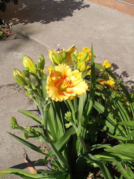 playground - Hemerocallisi