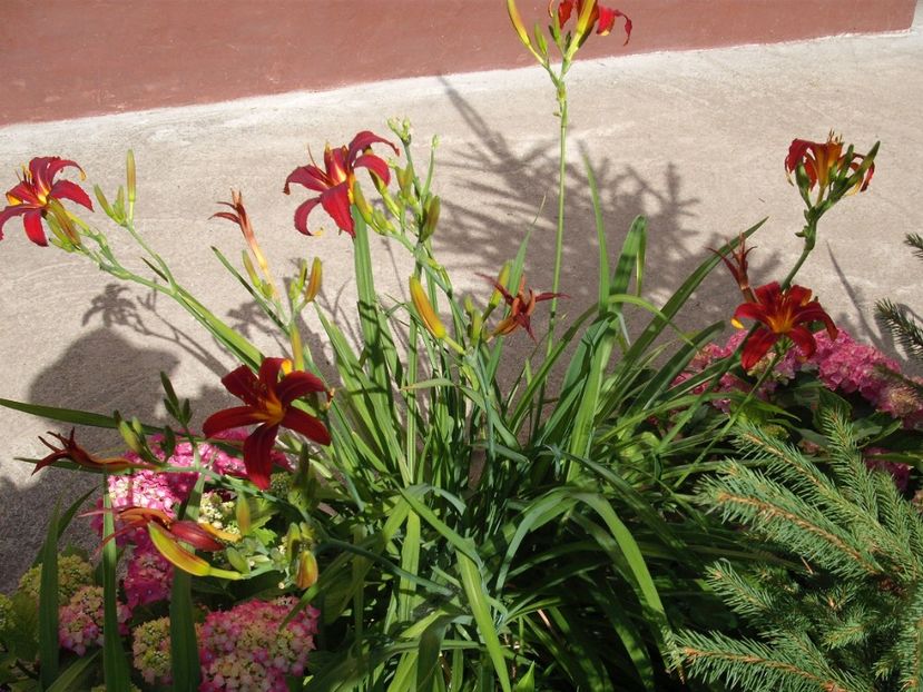 crimson pirate - Hemerocallisi