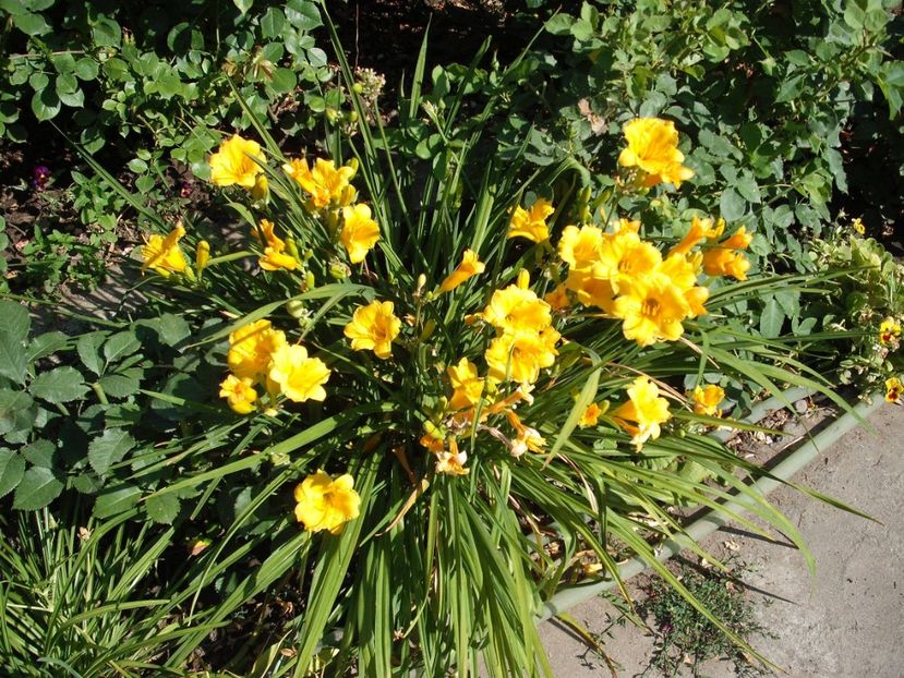 stella d'oro - Hemerocallisi