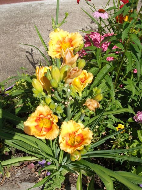 playground - Hemerocallisi