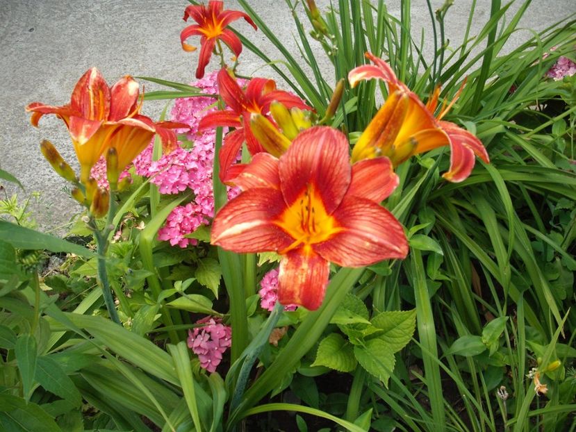  - Hemerocallisi