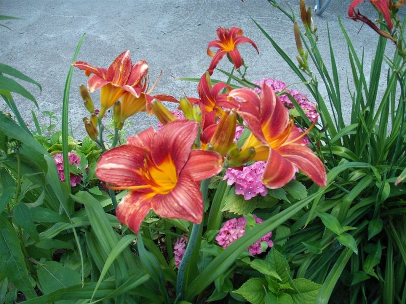  - Hemerocallisi