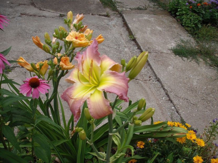 catherine woodbury - Hemerocallisi