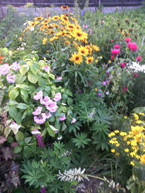  - 01-Flori din curtea mea 2017