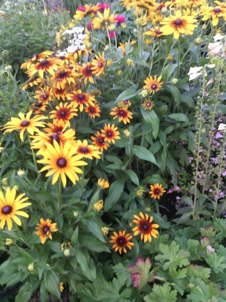  - 01-Flori din curtea mea 2017