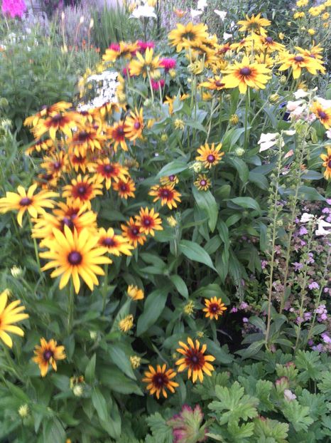  - 01-Flori din curtea mea 2017