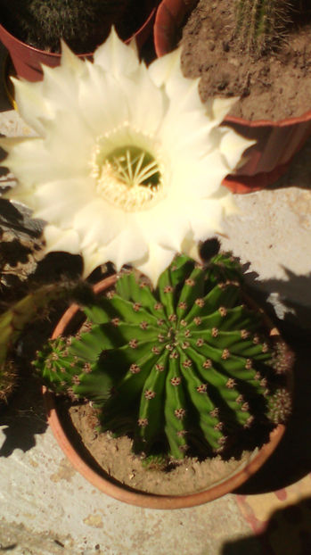  - Cactusi si suculente