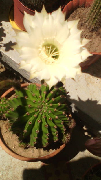  - Cactusi si suculente