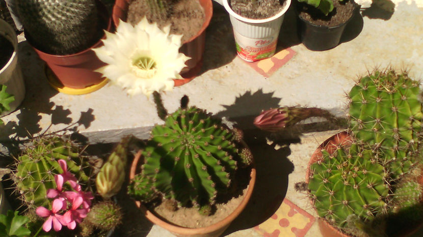  - Cactusi si suculente