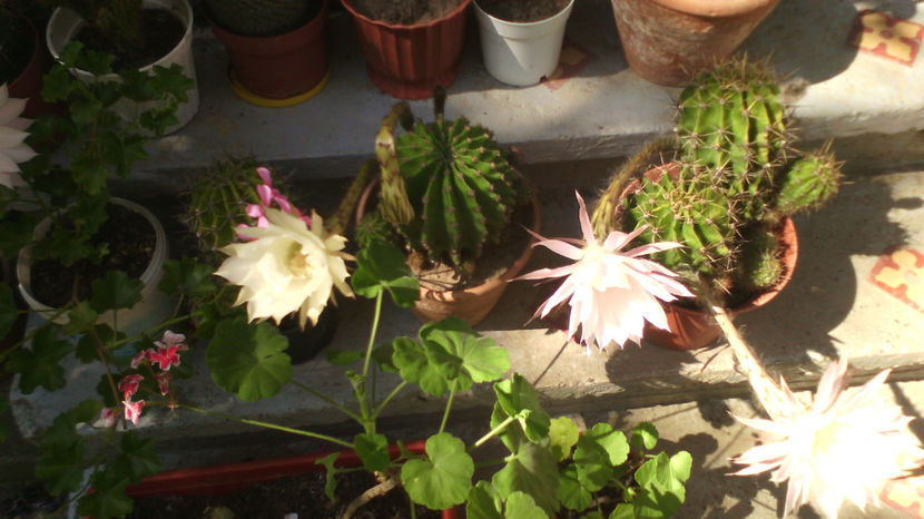  - Cactusi si suculente