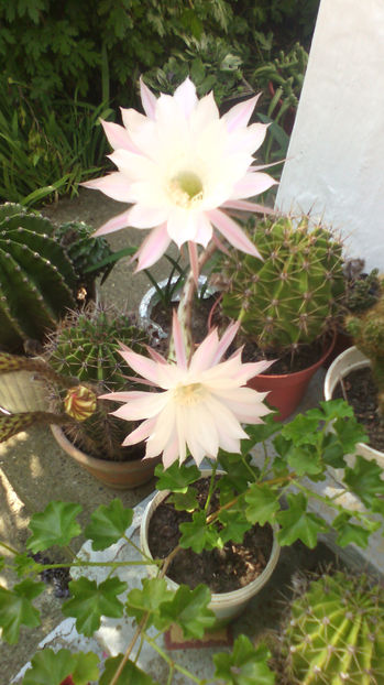  - Cactusi si suculente