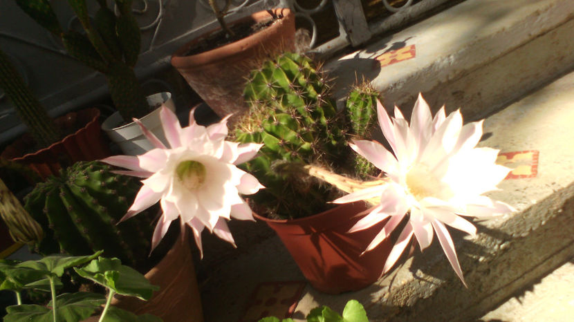  - Cactusi si suculente