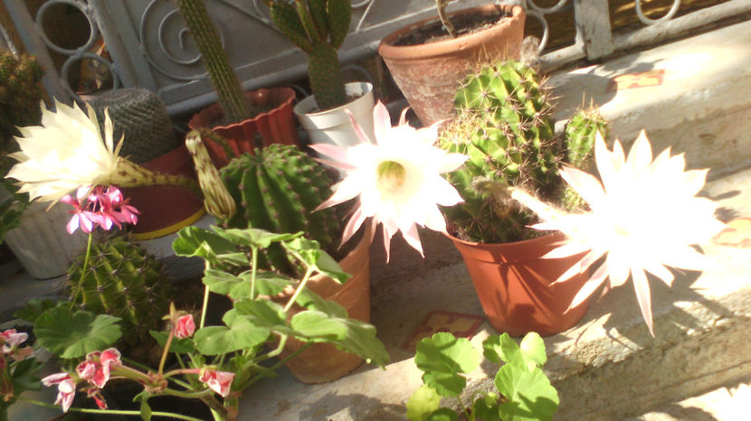  - Cactusi si suculente