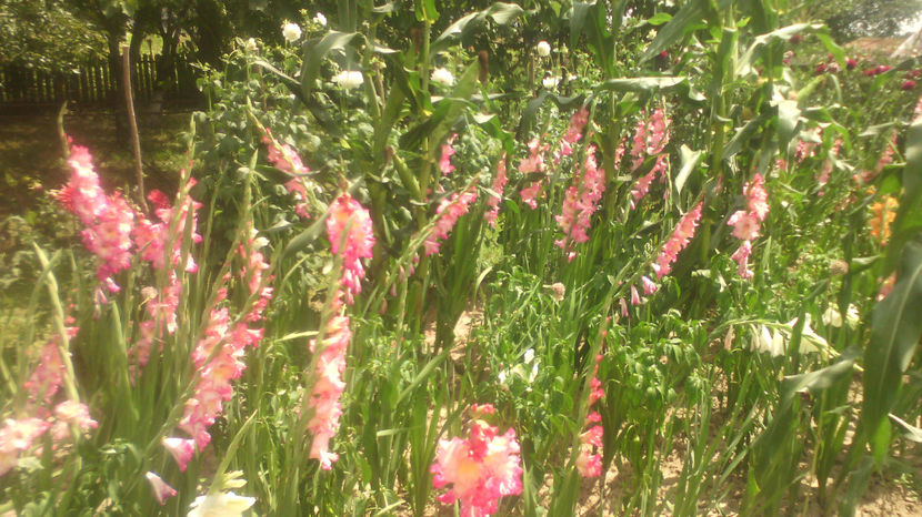  - Gladiole