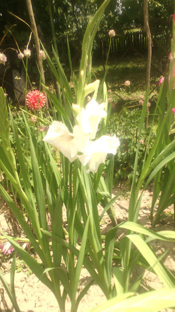  - Gladiole