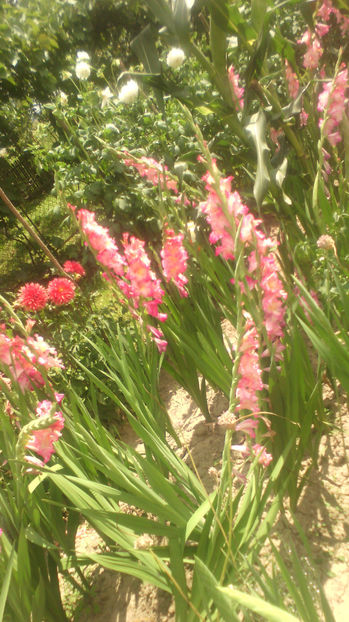  - Gladiole