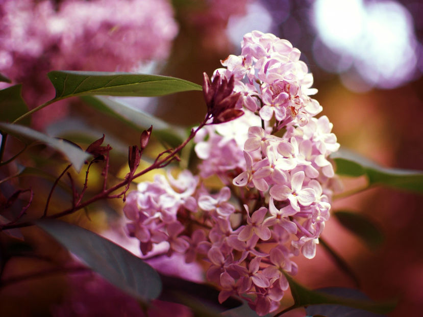  - Frumusetile De Langa Noi