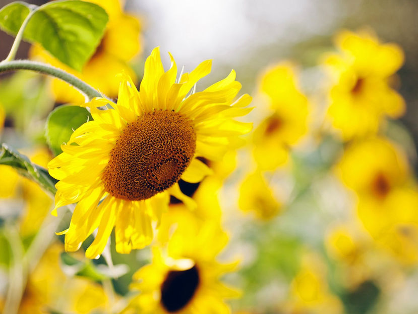  - Frumusetile De Langa Noi