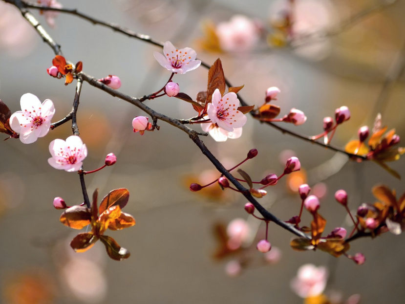  - Frumusetile De Langa Noi