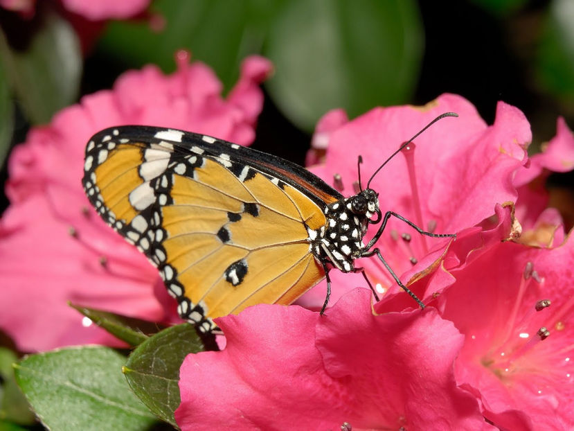  - Frumusetile De Langa Noi